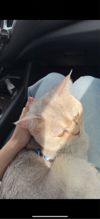 Кошка британские продаётся