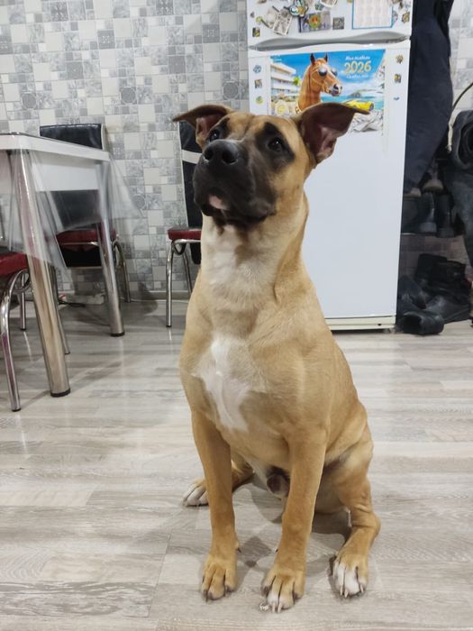 продам стафорда в хорошие руки