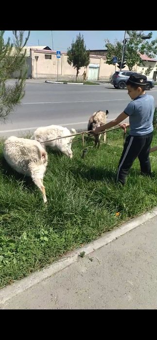 Kami bor Egzakchi Echki 1-ta onasi 2-ta bolasi 1-tasi taka 3-tasi 5 5