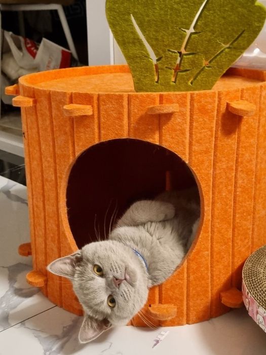 Продаеться котенок