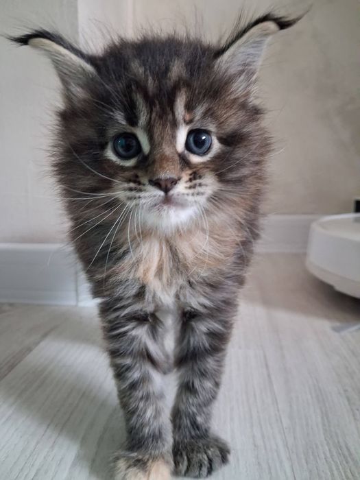 Котенца Мейн Куун