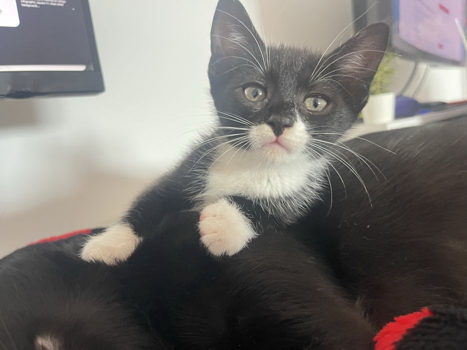 Adoptia Pisicuta 3 luni