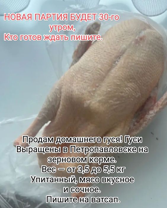 Гуси домашние,отличные