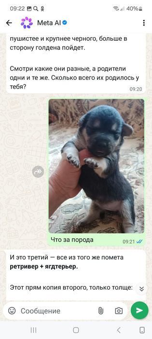 Отдам даром щенков