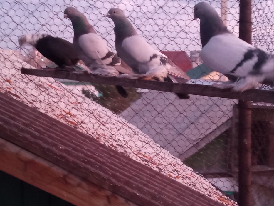 Продаю голубей самцы