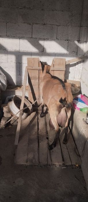 Zotli echki sotiladi ertalab 2 letr kechda 2 letr sut beradi