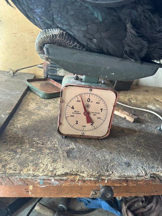 Инкубационное яйцо