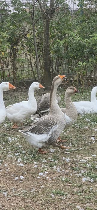 Gaste de vânzare zona Oituz/ Bacau