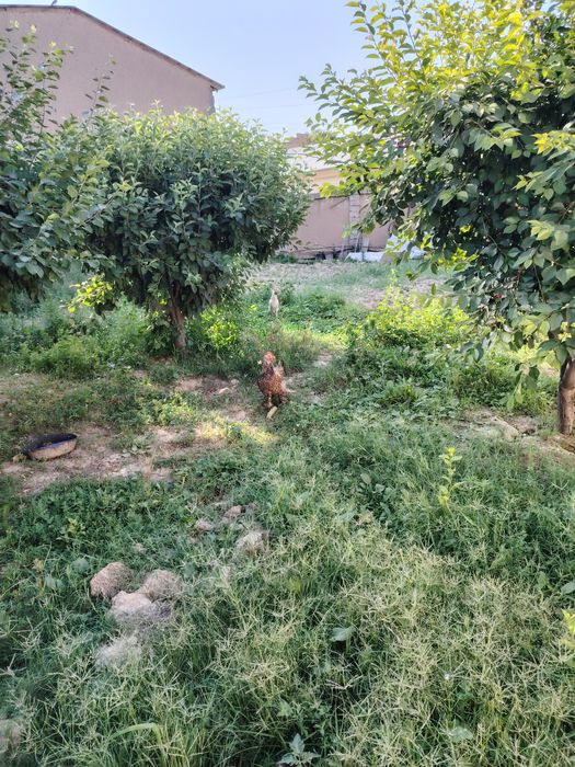 Уй ер сотилади 5,2 сотих