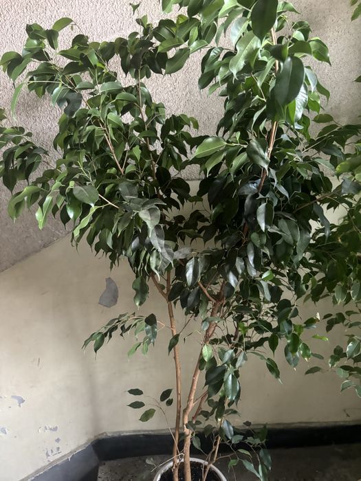 Голямо растение Бенджамин