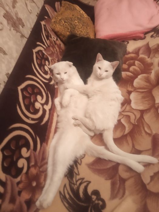 Продаются котята!