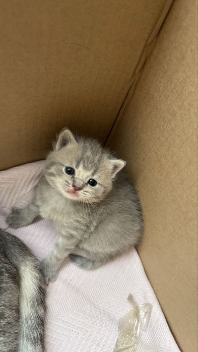 Котята породистые