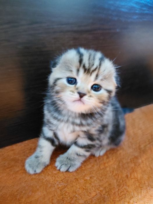 Продам очароватеных котят