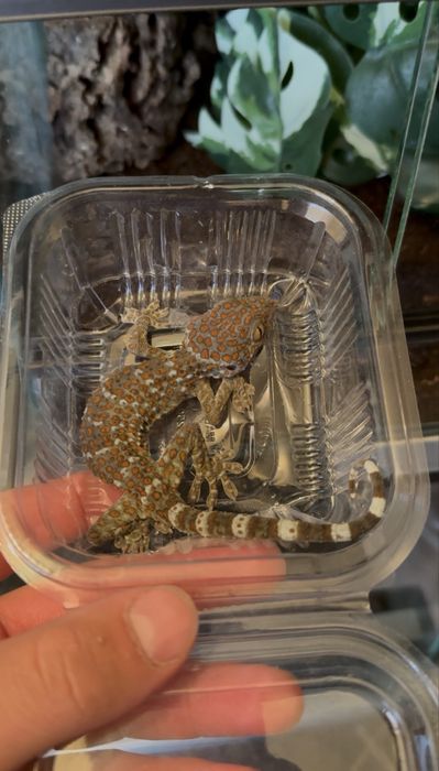 Gecko Tokay subadulti