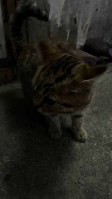 Милый котенок ищет дом(девочка)