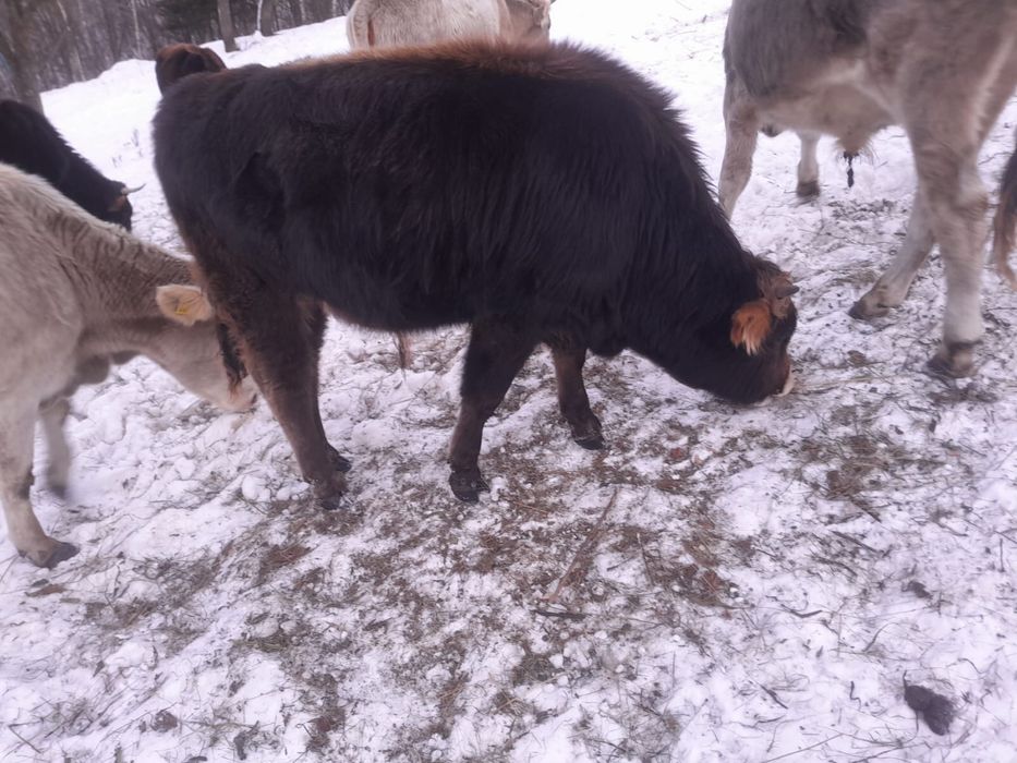 vand vaci crescute in gradina, unele au vitei dupa ele