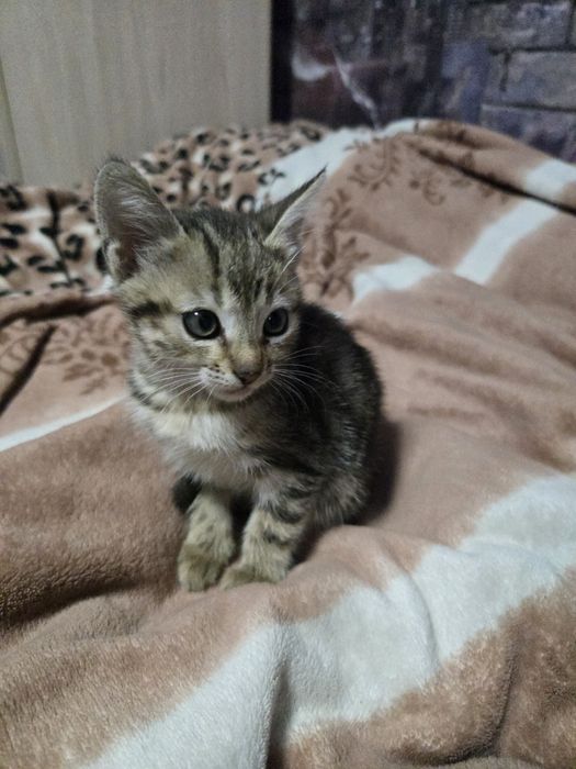 Отдадим котиков.