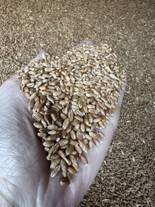 Vanzare grâu 1.10 lei/kg