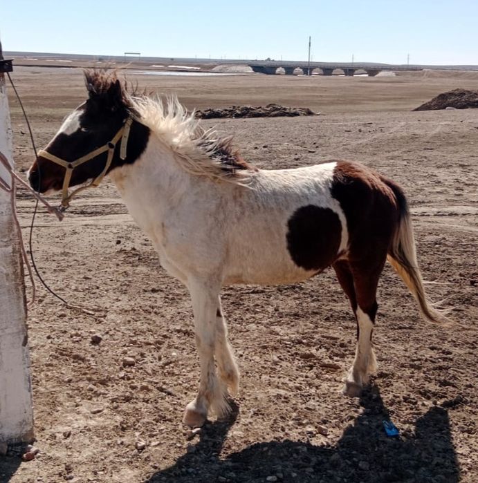 Ала Дөнен Сатылады