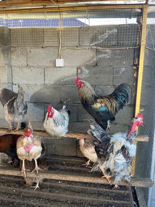 Петухи полубрам