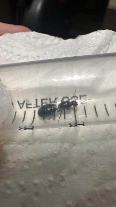 Муравьи Camponotus interjectus