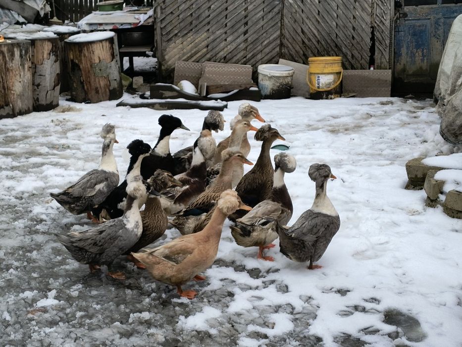 Vând oua incubat rațe românești cu moț