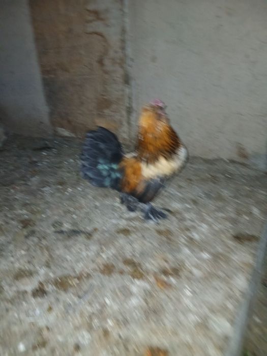 Продам карликовый петух лохматый