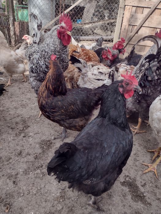 Продавам оплодени яйца за люпене