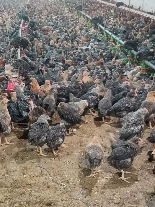 Puii albi de carne și rasa mixta