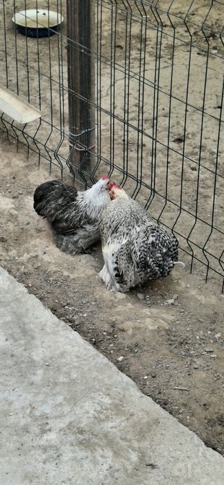 Кох карлик товуклар сотилади 1+1.