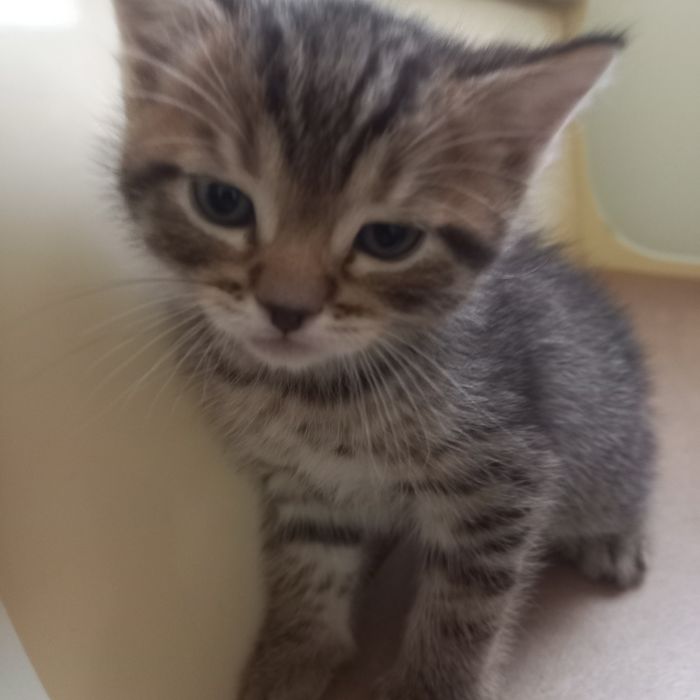 Британка  один  месяц