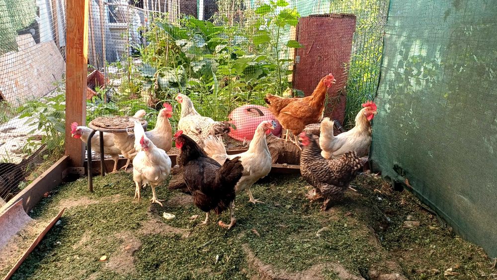Vând 9 găini ouătoare,  inclusiv rasă cu ouă colorate