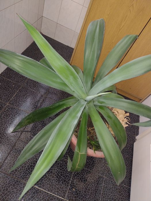 Aloe Vera dimensiuni mari!