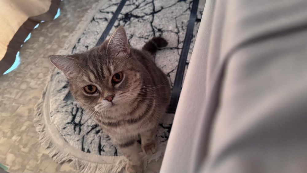 Отдадим в добрые руки