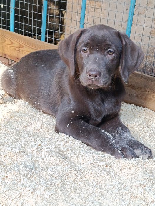 Щенки лабрадора ретривера