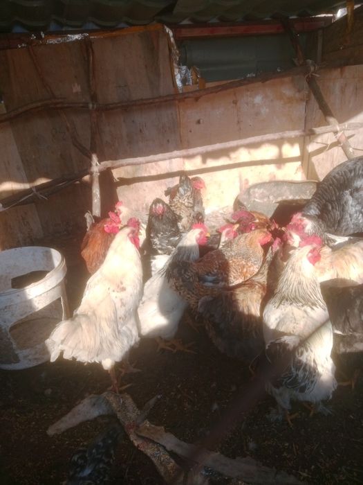 Продам петух продам