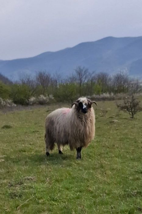 Disponibil berbec