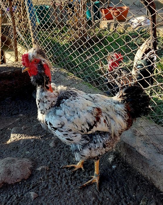 Cocoși Moțați 2025