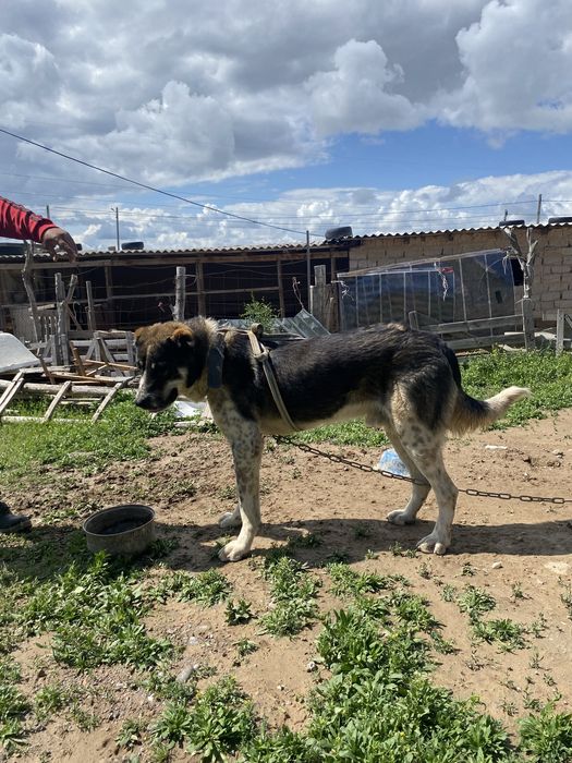 Алабай, қара түсті төбелеске