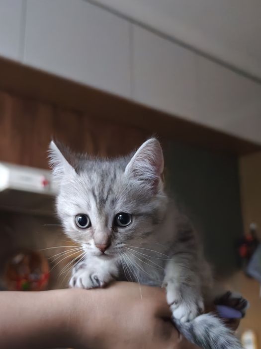 Котик скоттиш страйт