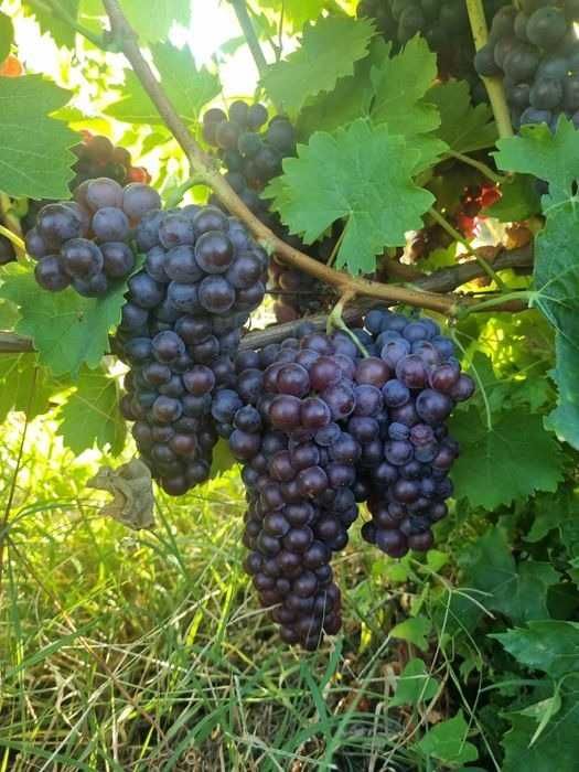 Struguri de vin din Vrancea soiuri alese, transport gratuit în Vaslui - Iași, pret producator