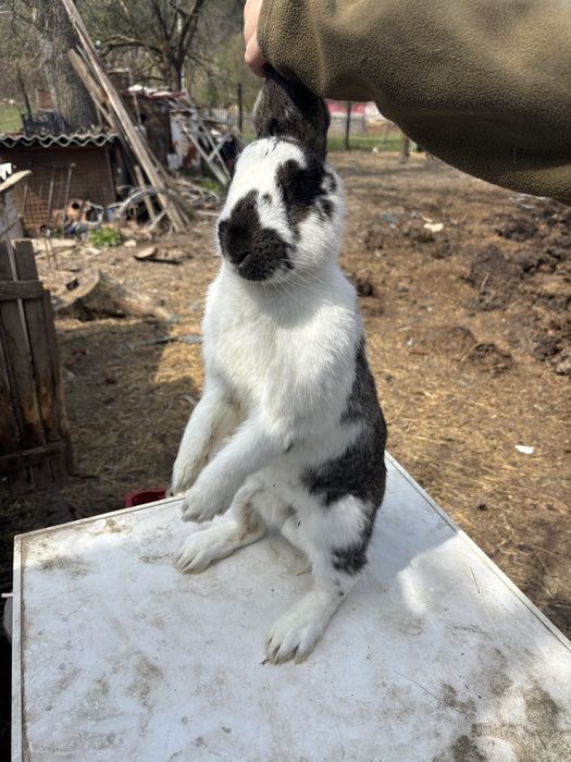 Vand iepure Fluture german