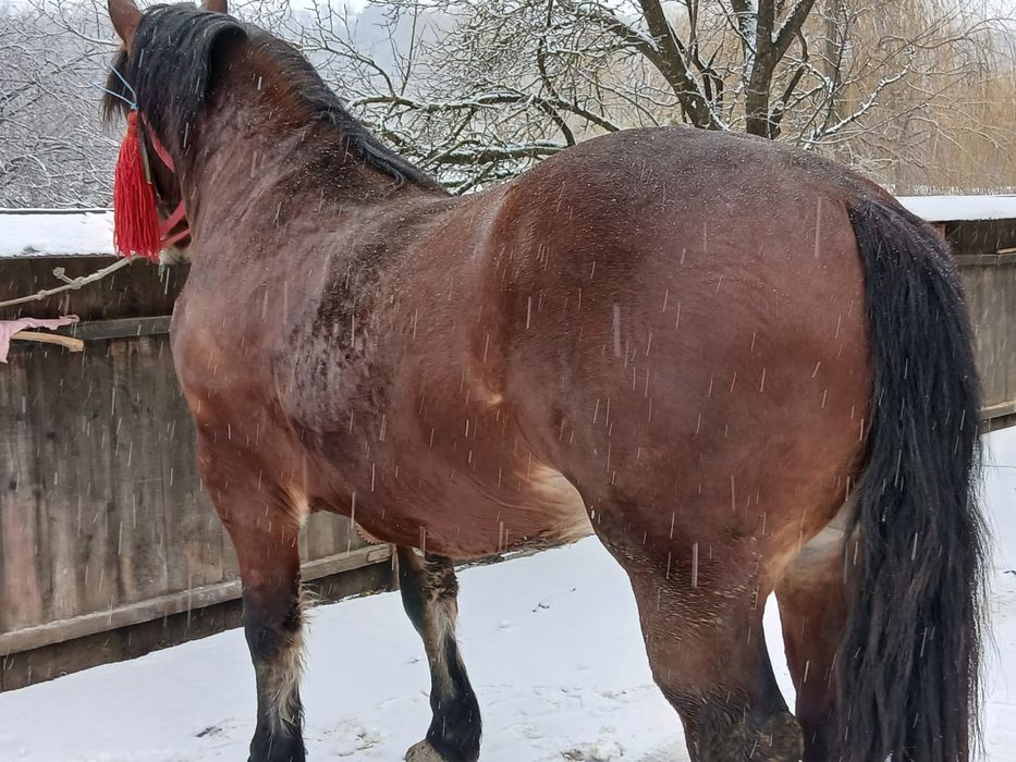 De vanzare acest exemplar de rasa