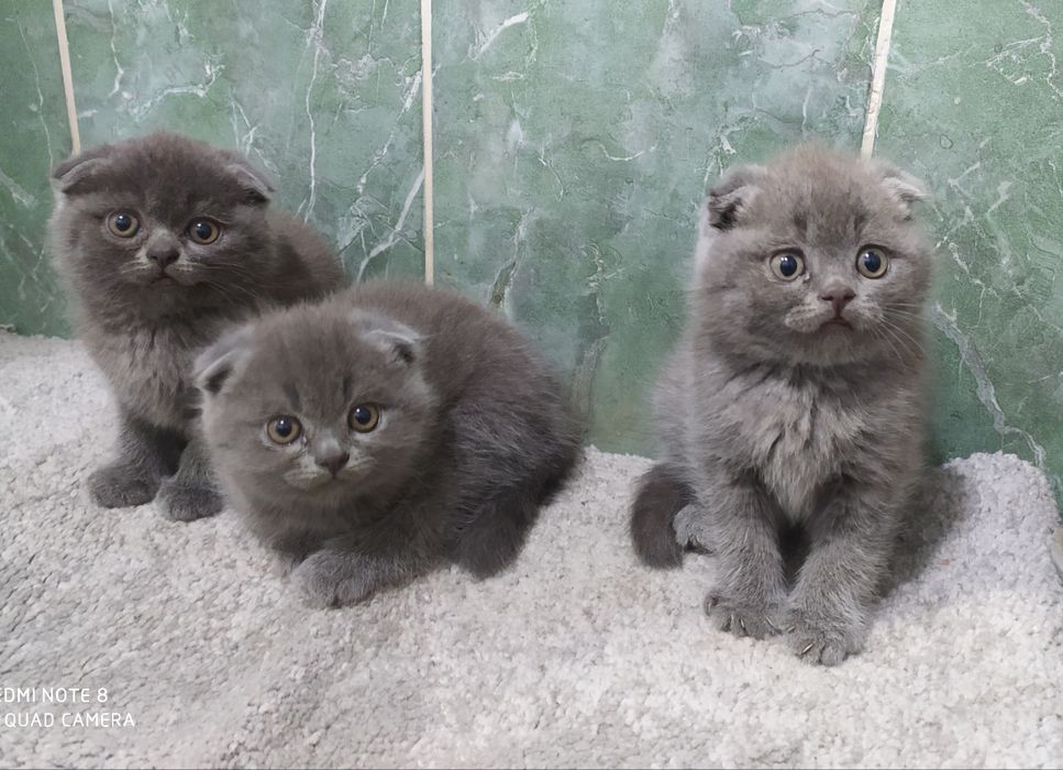 Чистокровные Шотландские Вислоухие котята Фолд