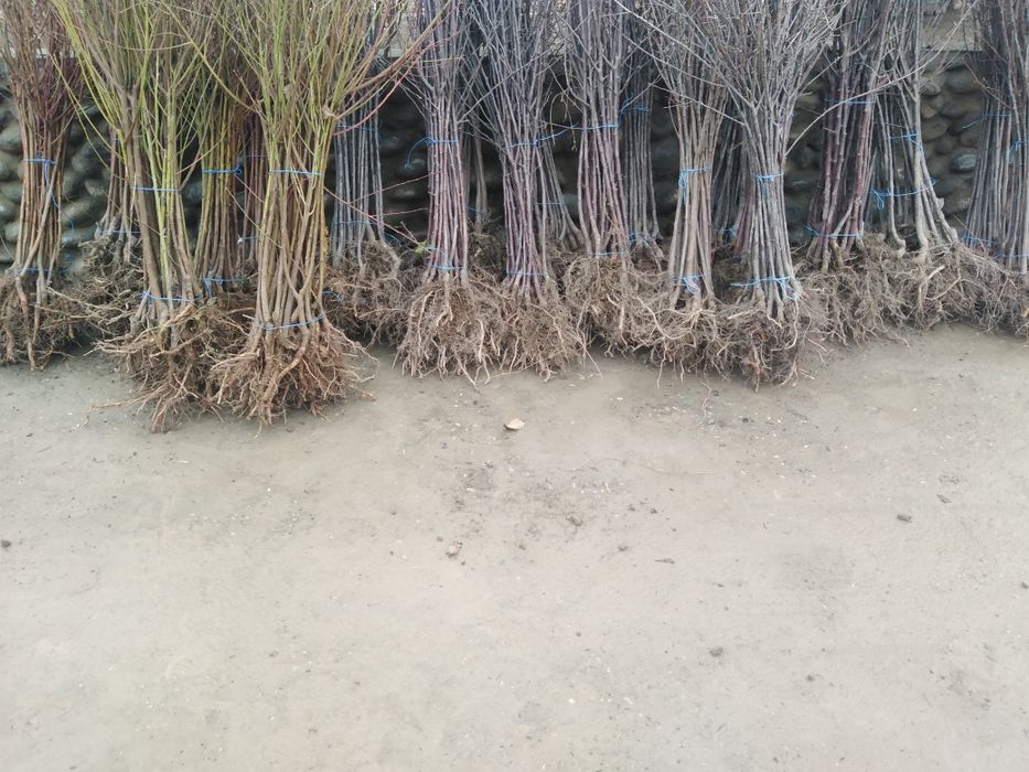 Декоратив кучатлар яшмл макон учун