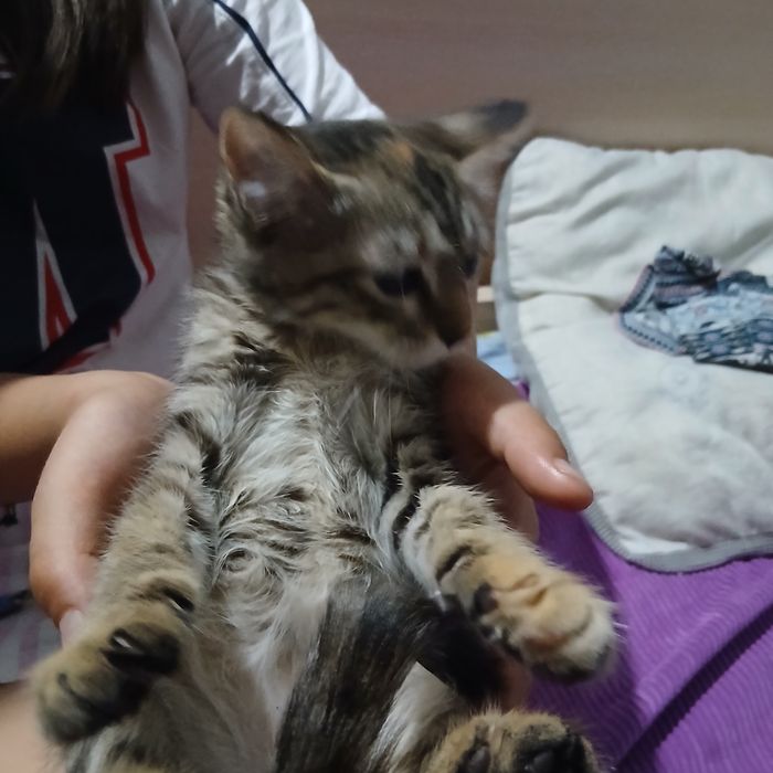 Отдам котёночка милашку