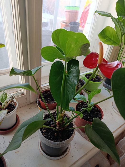 Женское счастье.Спатифиллум