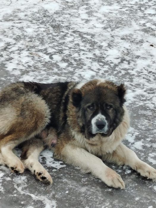 Продам щенков Кавказская овчарка