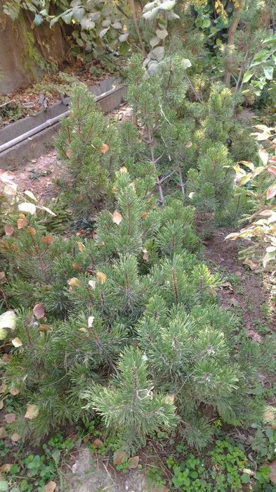 Декоративные растения