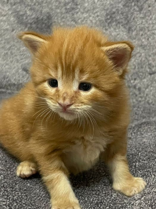 Крутые Мейн-Куны в продаже